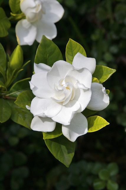 Gardenias